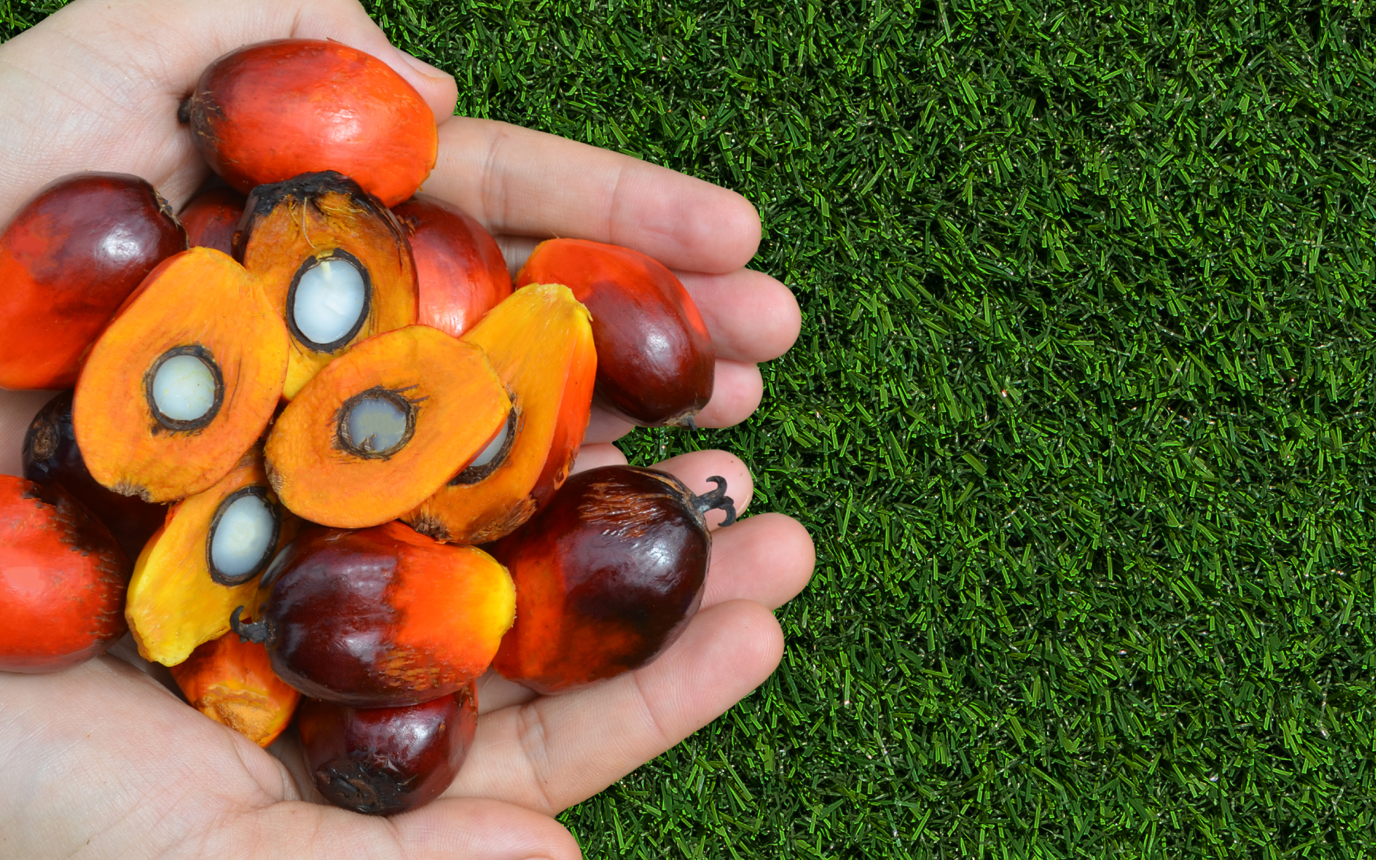 Oil Palm In Hand-01